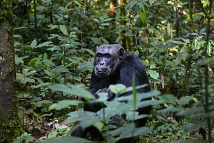 black gorilla surrounded by green trees HD wallpaper