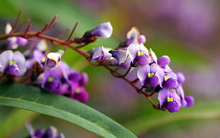 macro photography of purple petaled flower