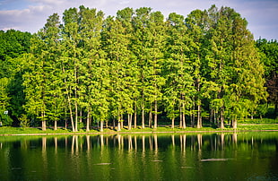 green tall trees in front of body of water under white clouds and blue sky