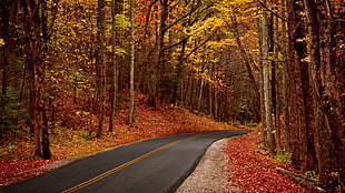 black aspalt road, road, fall, forest HD wallpaper