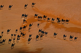 herd of camels, camels, desert, animals