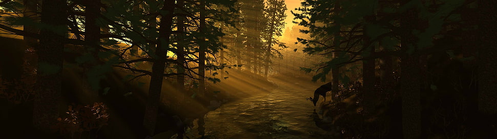 creek between trees during sunset HD wallpaper