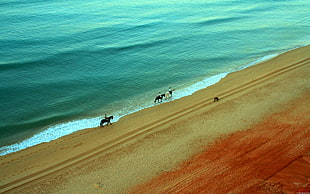 three horses, beach, horse