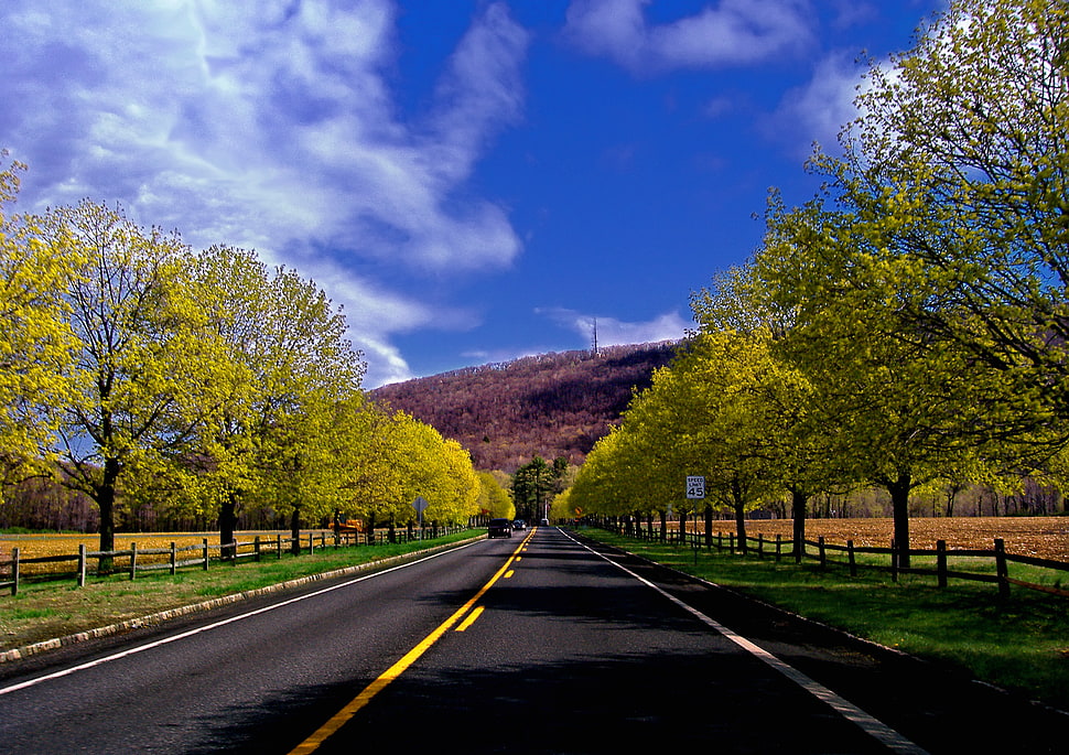 close photo of concrete road between trees distance with mountains under white and blue skies HD wallpaper