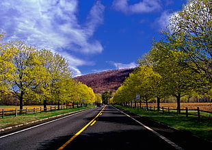 close photo of concrete road between trees distance with mountains under white and blue skies HD wallpaper