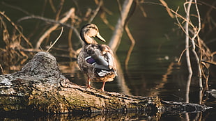 female mallard duck, Duck, Bird, Water HD wallpaper