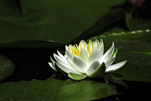 white lotus flower HD wallpaper