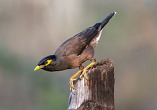 gray and brown bird perchin on brown wooden post, common myna