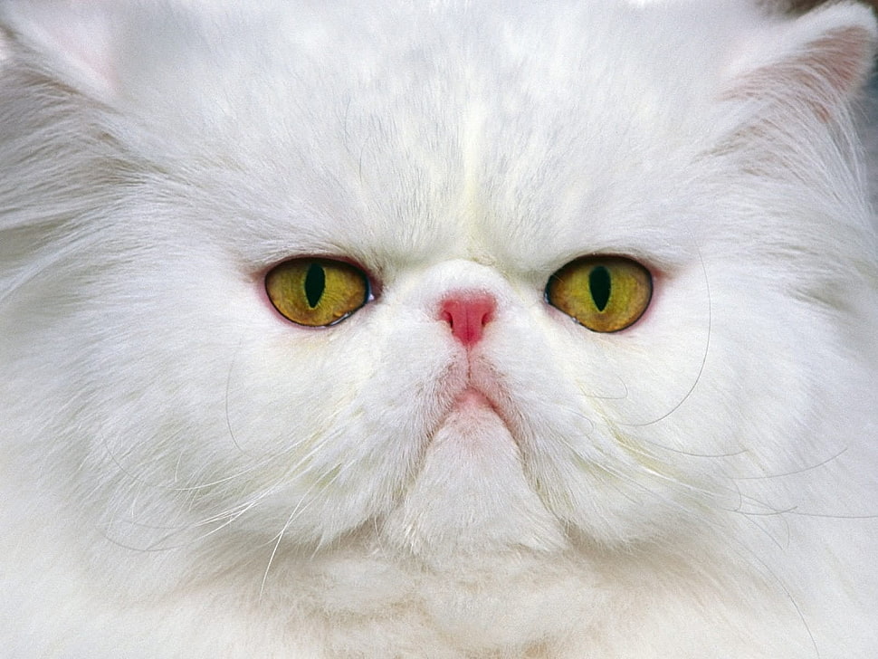 white Persian cat in close-up photography HD wallpaper