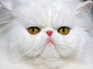 white Persian cat in close-up photography
