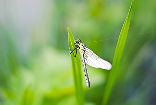 nature, insect, dragonfly, closeup