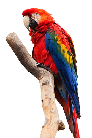 red and blue parrot HD wallpaper