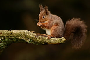 brown squirrel  on tree branch, perch