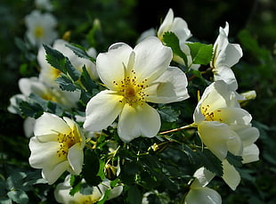 white and yellow flowers in macro shot
