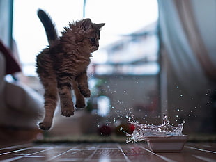 gray tabby kitten, animals, cat, jumping, splashes HD wallpaper