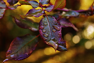 focus photography water dew on purple leafed plant