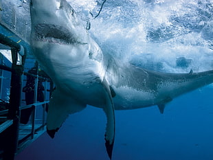great white shark in water