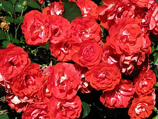 red-petaled flowers blooms at daytime