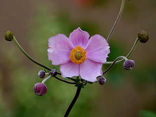 pink and violet flower with flower buds