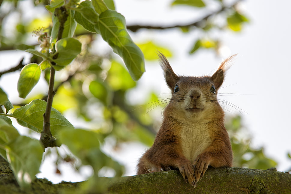brown hairy animal on tree trunk HD wallpaper