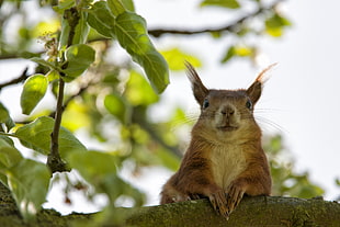 brown hairy animal on tree trunk HD wallpaper