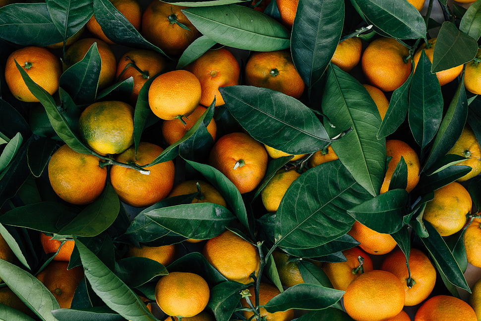 brunch of oranges, Mandarins, Fruits, Citrus HD wallpaper