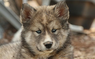 photo of a gray and brown medium coated puppy