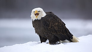 bald eagle standing on snow covered ground
