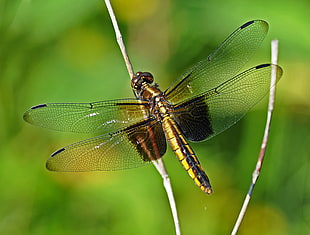 wildlife close-up photography of yellow dragonfly