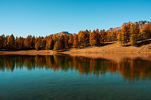 body water, Trees, Lake, Autumn HD wallpaper