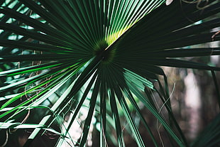 green palm leaf, Leaves, Plant, Green
