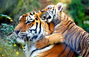 tiger and cub wallpaper, animals, tiger, cat, big cats