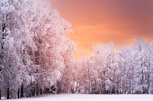 snow covered trees HD wallpaper