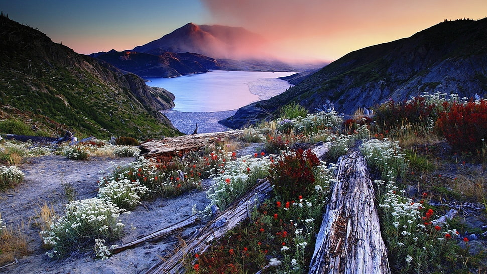 white and red flower field at daytime HD wallpaper