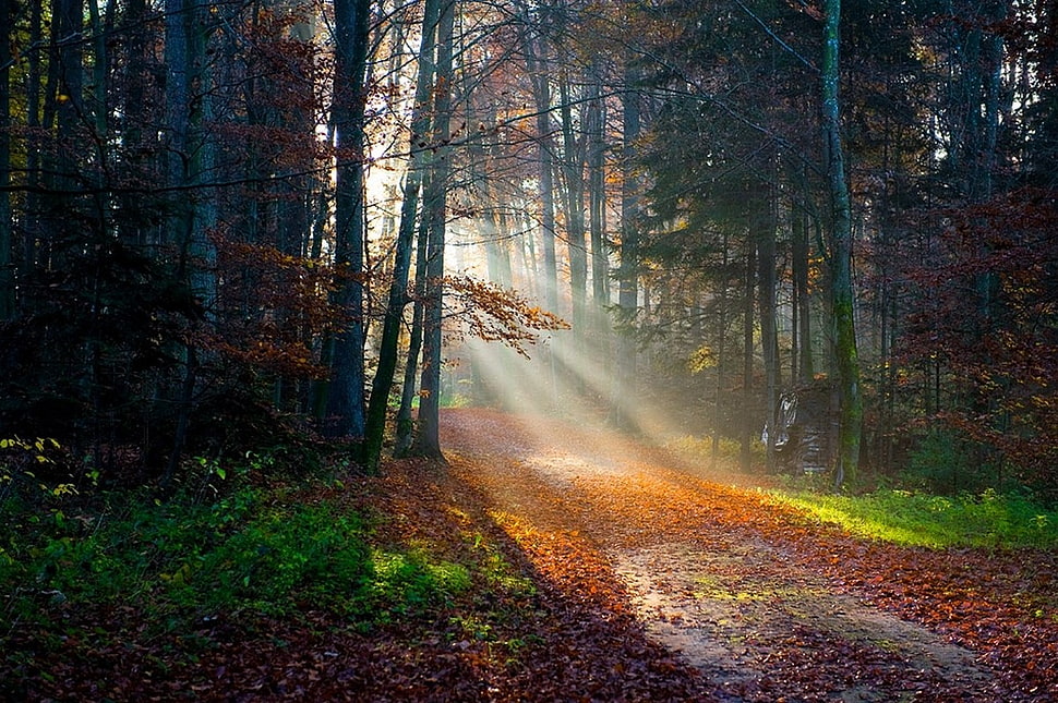 forest during daytime HD wallpaper
