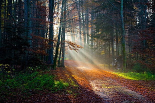 forest during daytime