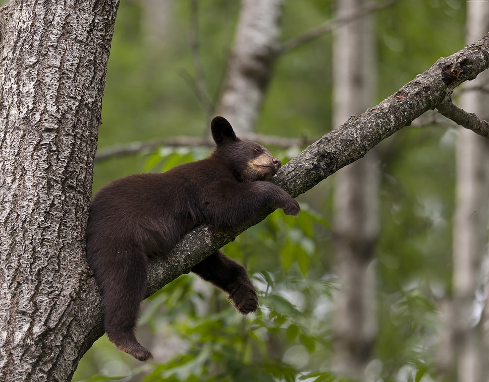 black bear sleeping on tree branch macro photography HD wallpaper