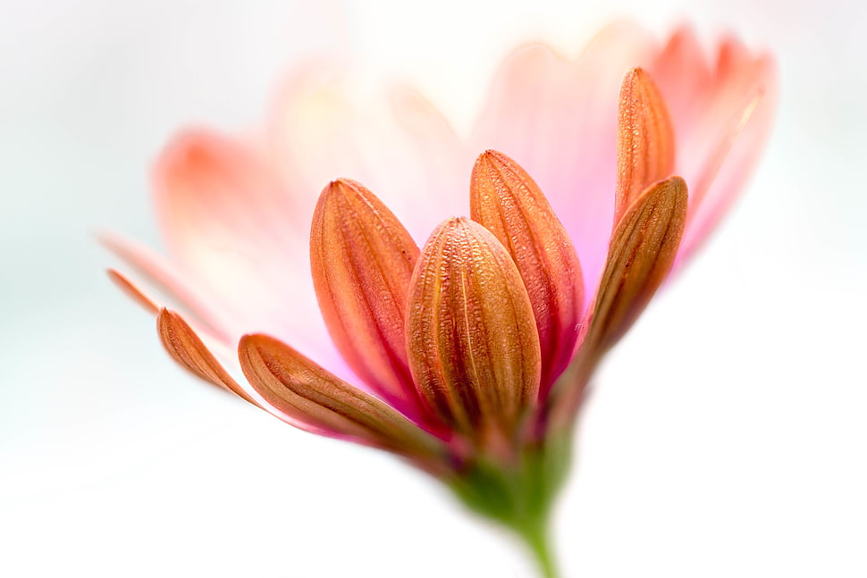selective focus photography of pink Daisy HD wallpaper