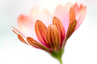 selective focus photography of pink Daisy