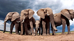 gray elephants, animals, nature, elephant, landscape