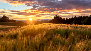 photograph of brown wheat field