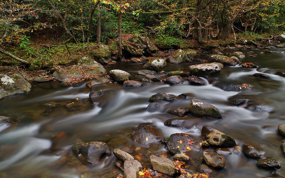 gray stone fragments on swamp, elkmont HD wallpaper