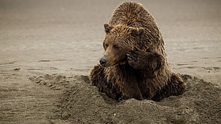 brown bear on gray sand