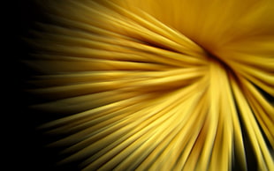 yellow pasta