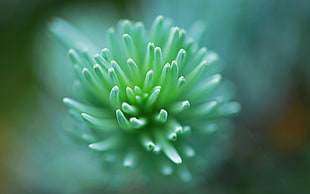 green Succulent plant