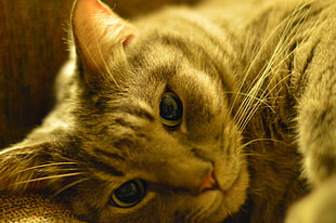 photo of silver tabby cat HD wallpaper