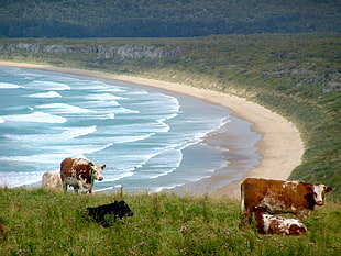 brown and white cows on top of green mountain HD wallpaper