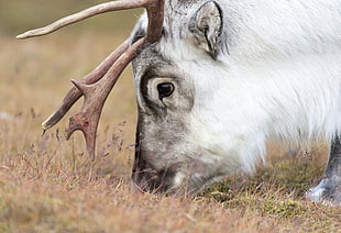 white reindeer on grass field, svalbard