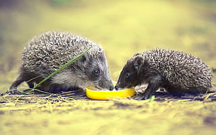 two black hedgehog eating yellow fruit