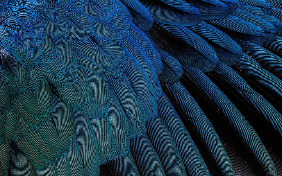 blue feather, feathers HD wallpaper